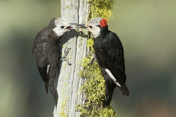 White-headed Woodpecker-2 - Lynda Goff Photography