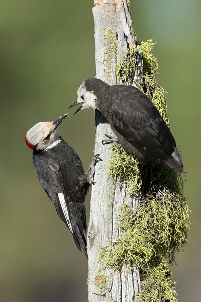 White-headed Woodpecker-7 - Lynda Goff Photography