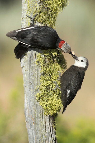 White-headed Woodpecker-3 - Lynda Goff Photography