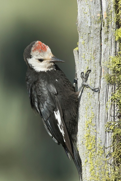 White-headed Woodpecker-10 - Lynda Goff Photography