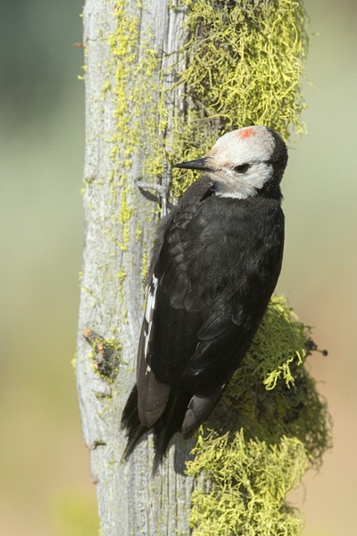 White-headed Woodpecker-11 - Lynda Goff Photography