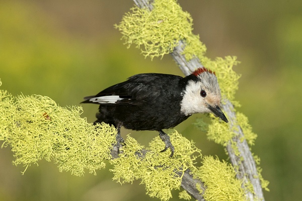 White-headed Woodpecker-12 - Lynda Goff Photography