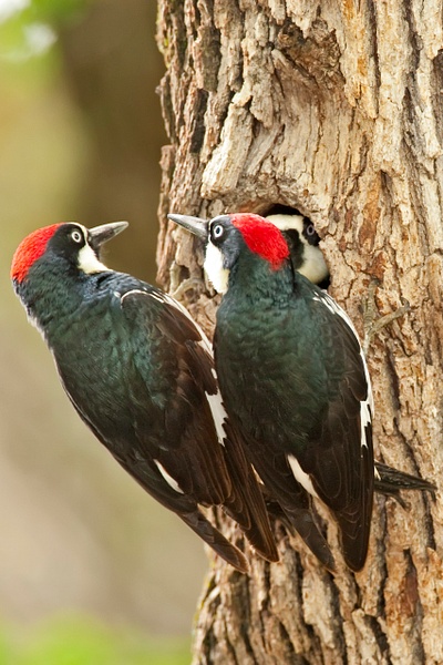 Acorn Woodpecker-34 - Lynda Goff Photography