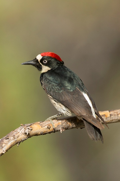 Acorn Woodpecker-111 - Lynda Goff Photography