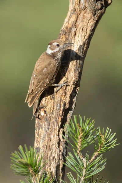 Arizona Woodpecker-1 - Lynda Goff Photography