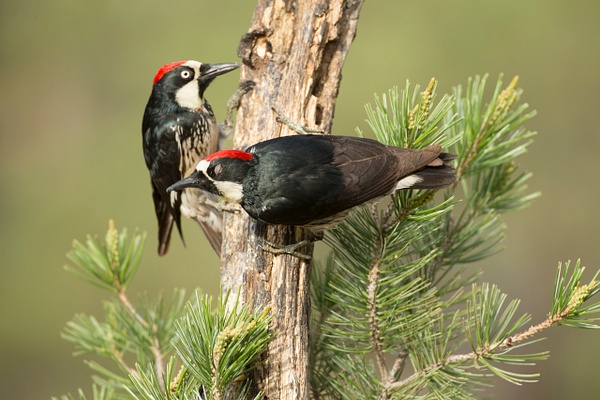 Acorn Woodpecker-107 - Lynda Goff Photography