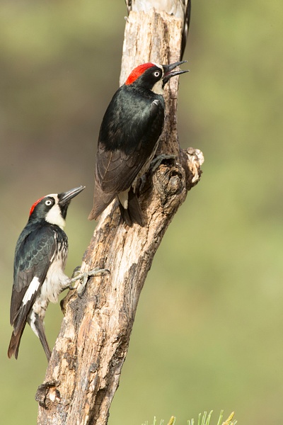 Acorn Woodpecker-108 - Lynda Goff Photography