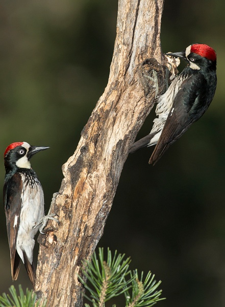 Acorn Woodpecker-123 - Lynda Goff Photography