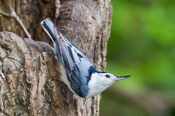 White-breasted Nuthatch-16 - Lynda Goff Photography