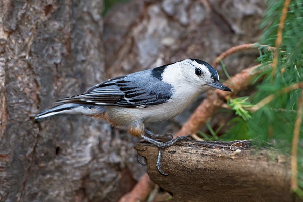 White-breasted Nuthatch-14 - Lynda Goff Photography