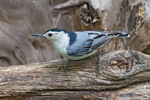 White-breasted Nuthatch-19 - Lynda Goff Photography