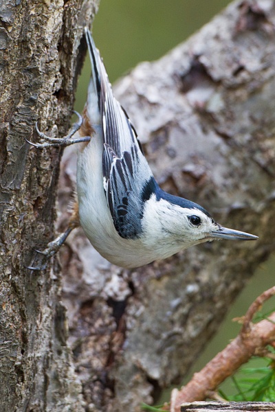 White-breasted Nuthatch-26 - Lynda Goff Photography