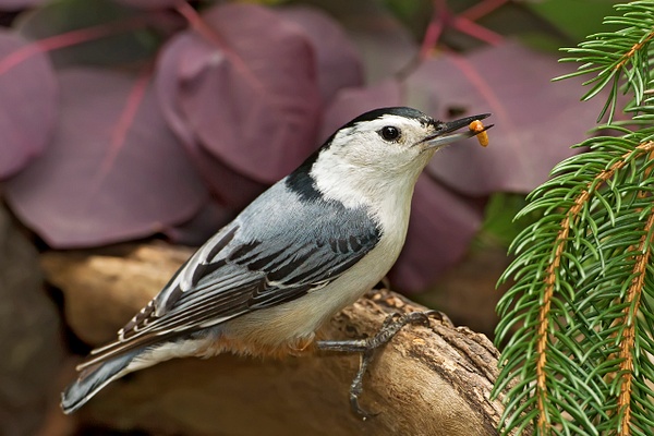 White-breasted Nuthatch-37 - Lynda Goff Photography