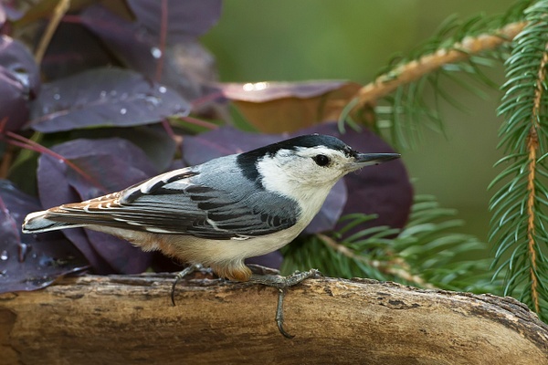 White-breasted Nuthatch-43 - Lynda Goff Photography