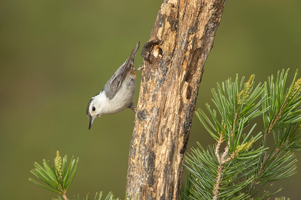 White-breasted Nuthatch-55 - Lynda Goff Photography