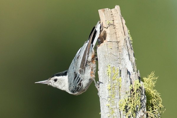 White-breasted Nuthatch-193 - Lynda Goff Photography