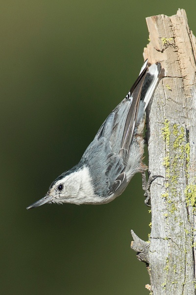 White-breasted Nuthatch-190 - Lynda Goff Photography