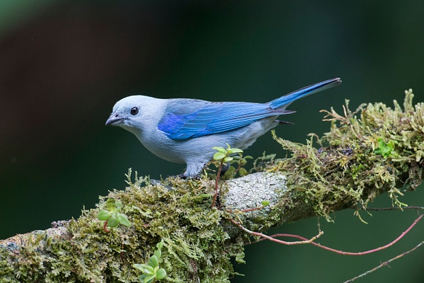 Blue-gray Tanager-103 - Lynda Goff Photography