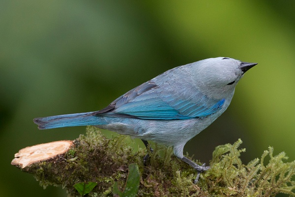 Blue-gray Tanager-108 - Lynda Goff Photography