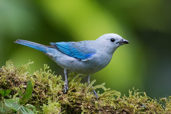 Blue-gray Tanager-109 - Lynda Goff Photography
