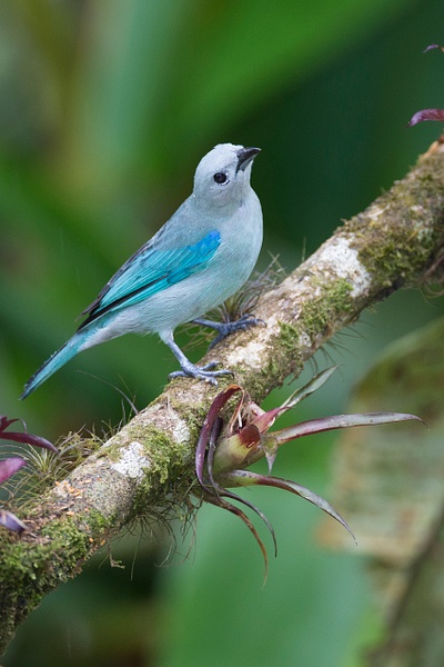 Blue-gray Tanager-115 - Lynda Goff Photography