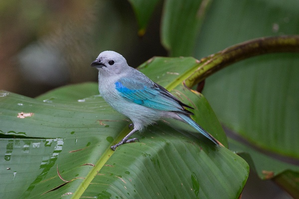 Blue-gray Tanager-121 - Lynda Goff Photography