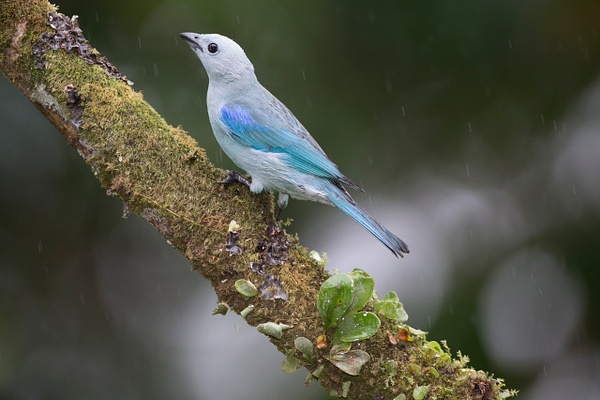 Blue-gray Tanager-123 - Lynda Goff Photography