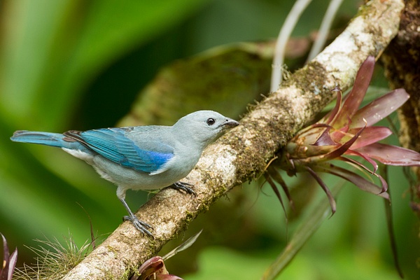 Blue-gray Tanager-135 - Lynda Goff Photography