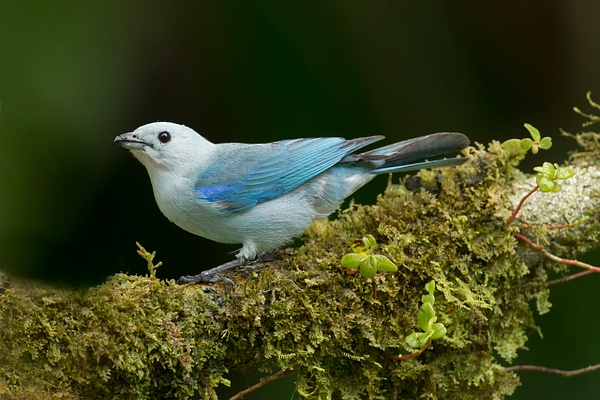 Blue-gray Tanager-142 - Lynda Goff Photography