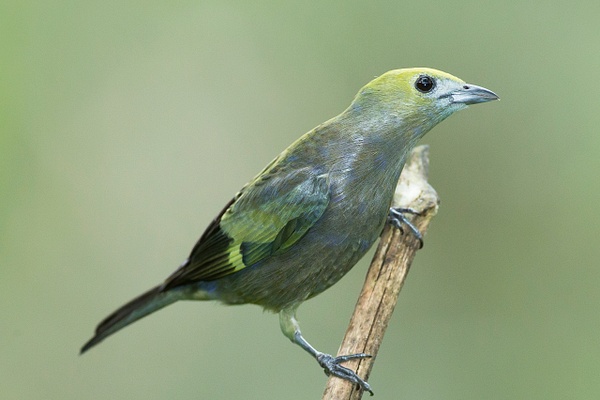 Palm Tanager-2 - Lynda Goff Photography