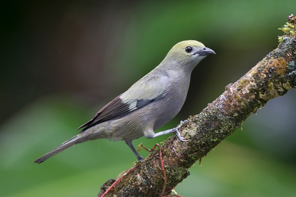 Palm Tanager-30 - Lynda Goff Photography