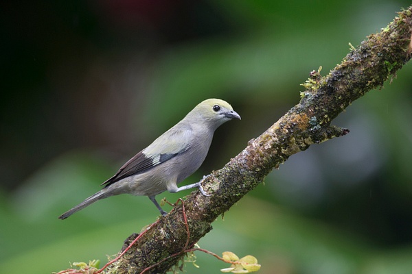Palm Tanager-32 - Lynda Goff Photography