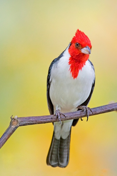 Red-crested Cardinal-6 - Lynda Goff Photography