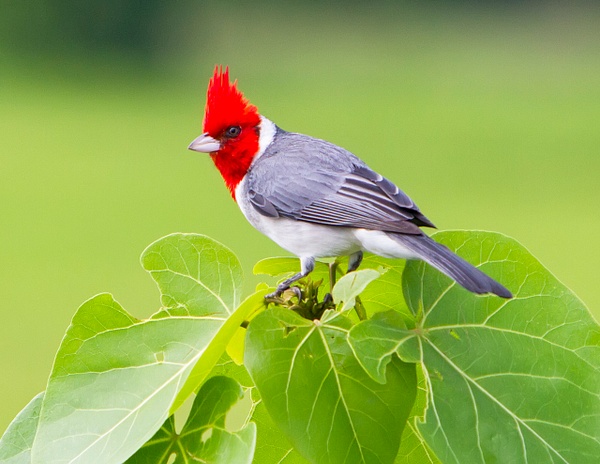 Red-crested Cardinal-21-Edit - Lynda Goff Photography