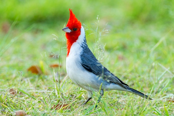 Red-crested Cardinal-49-Edit - Lynda Goff Photography