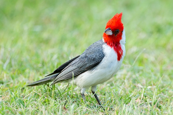 Red-crested Cardinal-64 - Lynda Goff Photography