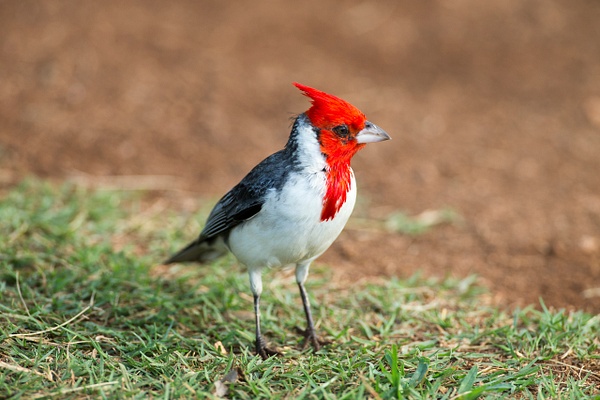 Red-crested Cardinal-41 - Lynda Goff Photography