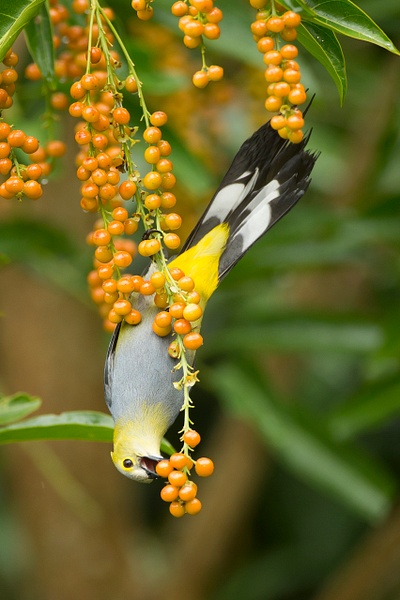 Long-tailed Silky Flycatcher-35 - Lynda Goff Photography