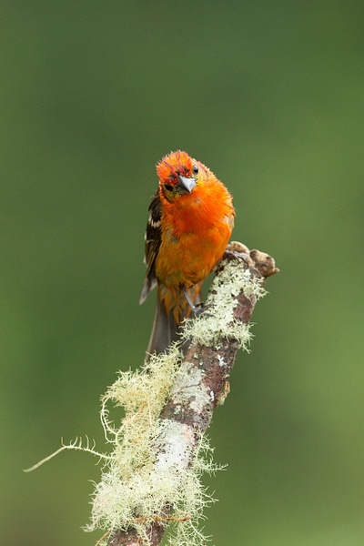Flame-colored Tanager-14 - Lynda Goff Photography