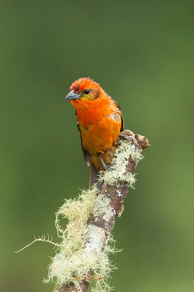 Flame-colored Tanager-15 - Lynda Goff Photography