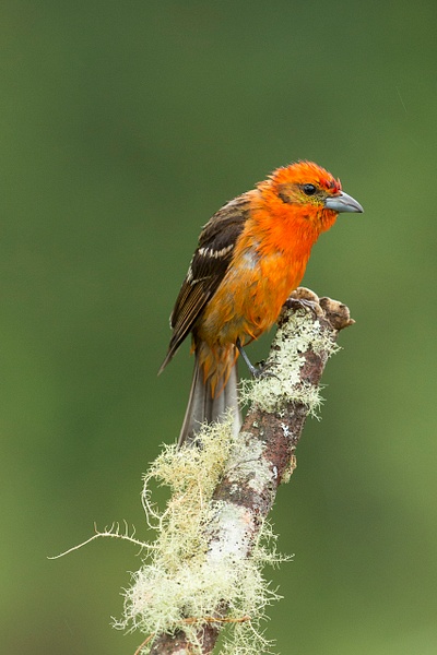 Flame-colored Tanager-16 - Lynda Goff Photography
