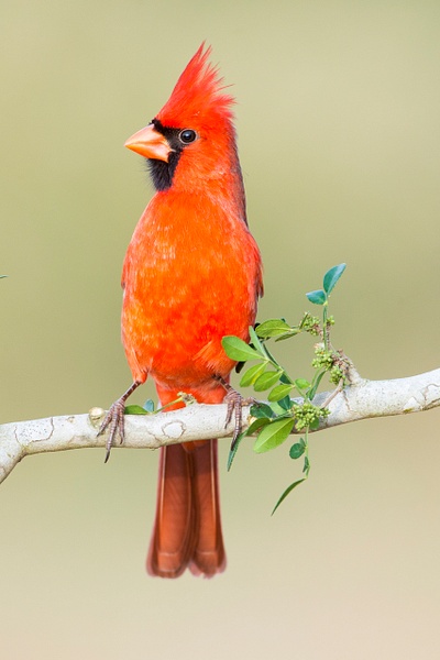 Northern Cardinal male-12 - Lynda Goff Photography