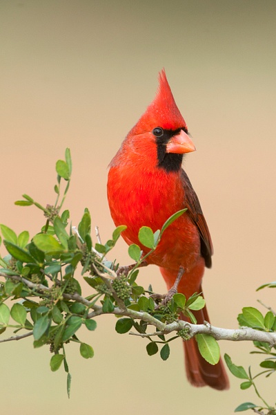 Northern Cardinal male-18 - Lynda Goff Photography