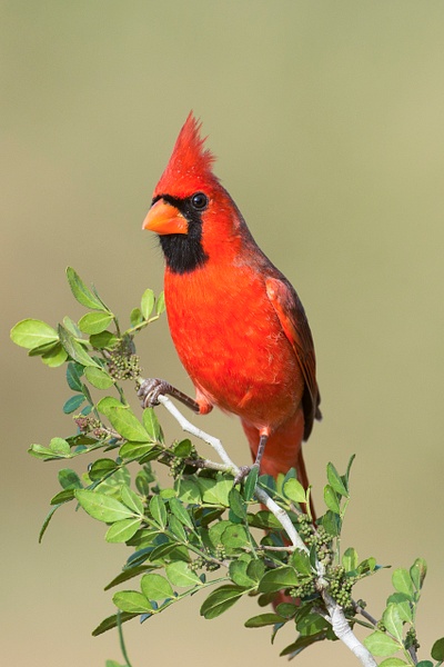 Northern Cardinal male-19 - Lynda Goff Photography