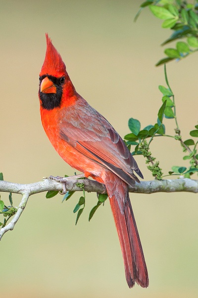 Northern Cardinal male-22 - Lynda Goff Photography