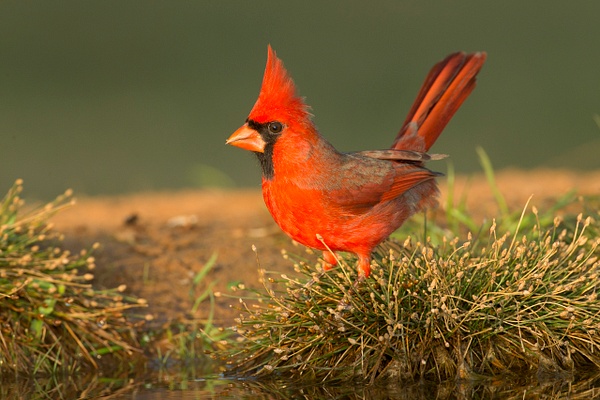 Northern Cardinal male-28 - Lynda Goff Photography