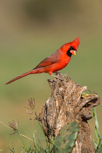 Northern Cardinal male-34 - Lynda Goff Photography