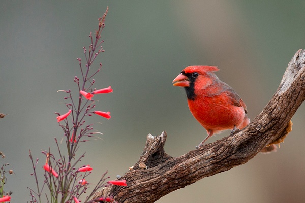 Northern Cardinal male-45 - Lynda Goff Photography