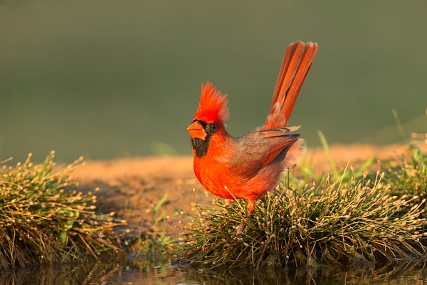 Northern Cardinal male-30 - Lynda Goff Photography