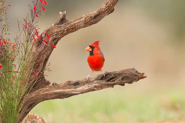 Northern Cardinal male-54 - Lynda Goff Photography